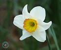 Daffodil 8R86D-12